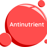 Understanding Antinutrients in Plant-Based Milks: What You Need to Know